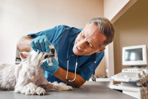 Best Weekend Emergency Dentist in St Peters, MO